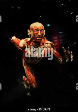 Les images du corps à l'plastinates mondes Menschen Museum Berlin. Les droits de l'athlète Banque D'Images