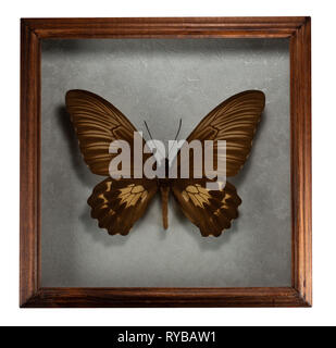 Papillon troides oblongomaculatus dans le bâti isolé sur fond blanc. Banque D'Images