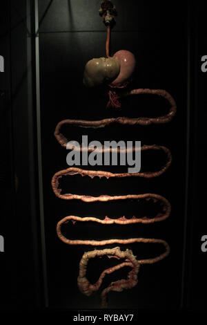 Les images du corps à l'plastinates mondes Menschen Museum Berlin. Système digestif. Banque D'Images