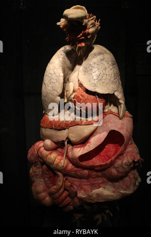 Les images du corps à l'plastinates mondes Menschen Museum Berlin. Les poumons et le système digestif Banque D'Images