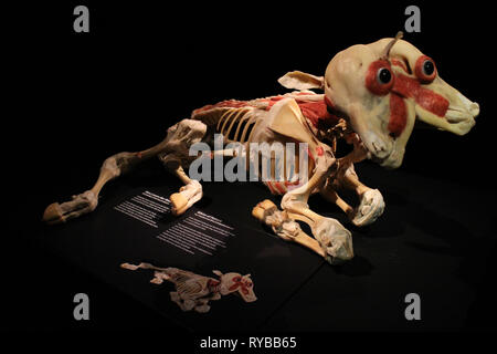 Les images du corps à l'plastinates mondes Menschen Museum Berlin. Veau à deux têtes Banque D'Images
