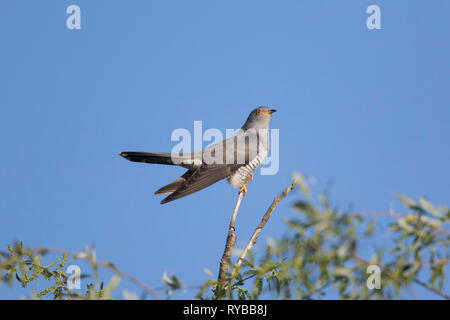 (Cuculus canorus Common cuckoo) mâle perché dans l'arbre au printemps Banque D'Images