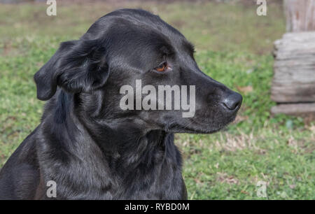 Une tête-et-épaules outdoor portrait of a black Labrador retreiver. Banque D'Images