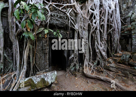 Ta Promh temple à Angkor, Cambodge envahi par les racines des arbres Banque D'Images