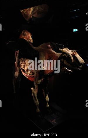 Les images du corps à l'plastinates mondes Menschen Museum Berlin Banque D'Images