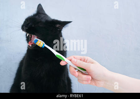 Caucasian girl brushes chat noir les dents avec une brosse à dents. Banque D'Images