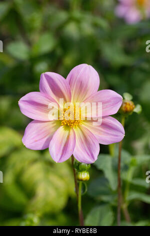 Dahlia 'Rachel de Thame' fleur. Banque D'Images