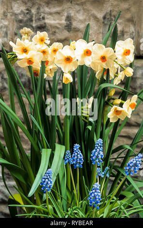 Groupe de Narcisse Geranium et Muscari latifolium en bordure Un mur au printemps Narcissus Geranium est une division 8 Daffodill de Tazetta Banque D'Images