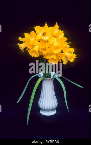 Bouquet de Narcisse Entrave-sort dans un vase sur un fond noir une Division 1 jonquille trompette qui fleurit au milieu du printemps Banque D'Images