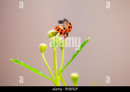 Insectes ladybird Ladybug ou l'escalade. Des couleurs vives, fraîches et du soleil. Soft focus sélectif. Banque D'Images