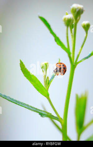 Insectes ladybird Ladybug ou l'escalade. Des couleurs vives, fraîches et du soleil. Soft focus sélectif. Banque D'Images