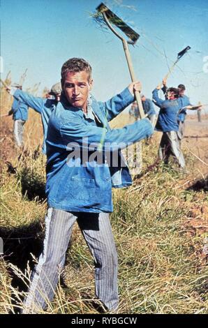 PAUL NEWMAN, Cool Hand Luke, 1967 Banque D'Images