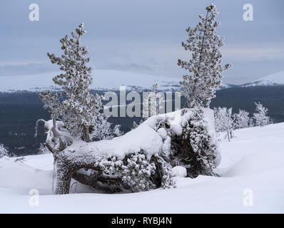 Deux petits de neige et de verglas sur les pins d'une crête est tombé en Laponie, Finlande sur journée d'hiver nuageux Banque D'Images