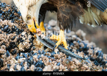 Pygargue à tête blanche Haliaeetus leucocephalus, manger du poisson, Banque D'Images