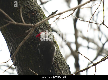 Grand Pic pour la recherche des insectes sur Oak tree Banque D'Images