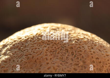 Textura de un melón, foto tomada en mi jardín en Tonala, Jalisco, Mexico 18-55 mm lente de l'ONU 11/00 canon y haciendo un zoom de l'ONU la cascara Banque D'Images