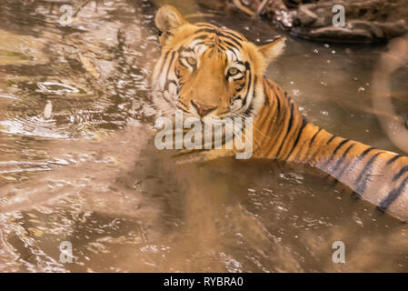 La vie sauvage indienne Bengale Royal,Tigresse,Sita,dans l'eau de refroidissement,canal,le parc national de Tadoba,sur un milieu de journée d'été,Maharashtra, Inde. Banque D'Images