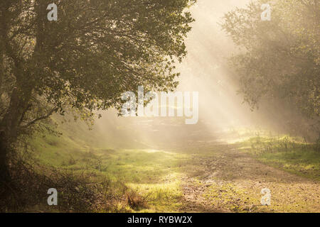 Les rayons lumineux du soleil par le feuillage sur le chemin de terre tôt le matin Banque D'Images