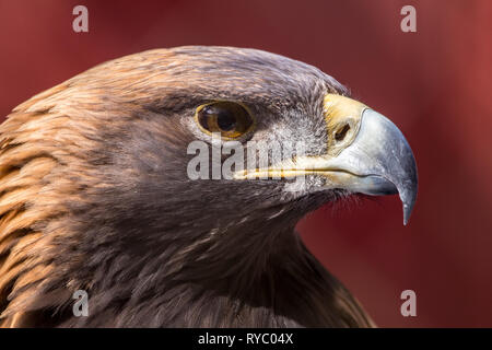 HeadpPortrait de Golden Eagle Banque D'Images