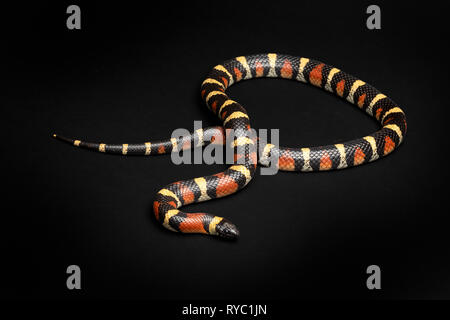 Arizona Couleuvre tachetée, Lampropeltis triangulum rouge, noir et jaune Banque D'Images