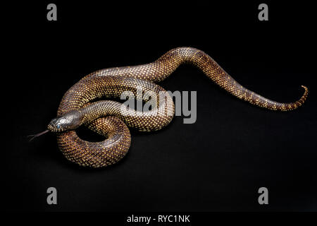 Desert Kingsnake -Lampropeltis splendida serpent venimeux non sud-ouest Banque D'Images