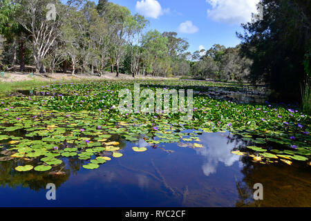 PURPLE Water Lilies, Brasenia schreberi Banque D'Images