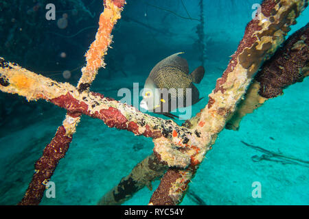Angelfish Pomacanthus paru (français) de se cacher entre les poteaux sur le pont sur l'épave sous-marine engloutie Hilma Hooker sur le récif de Bonaire tropical Banque D'Images