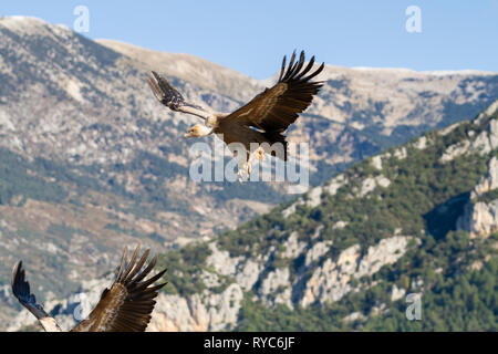 Vautour fauve (Gyps fulvus) arrivant sur la terre. Lleida province. La Catalogne. L'Espagne. Banque D'Images