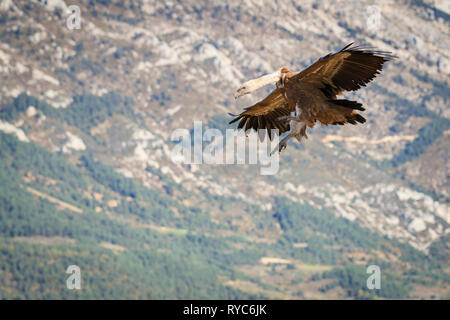 Vautour fauve (Gyps fulvus) arrivant sur la terre. Lleida province. La Catalogne. L'Espagne. Banque D'Images