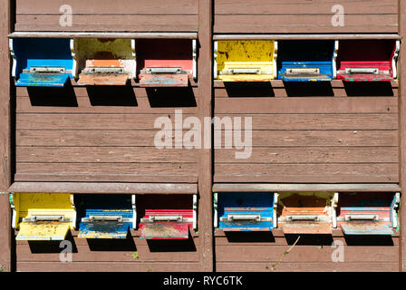 Ruches et les portes d'entrée en plusieurs couleurs dans une ruche beehouse Banque D'Images