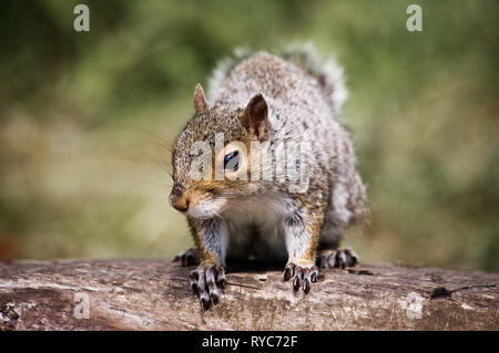 Un écureuil gris sur une face du journal viewer Banque D'Images