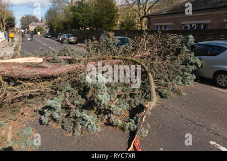 Un grand arbre à feuilles persistantes, soufflé par les vents violents, écrase l'avant d'une voiture et bloque complètement la A309 Waldegrave Road pour un certain nombre d'heures. Banque D'Images