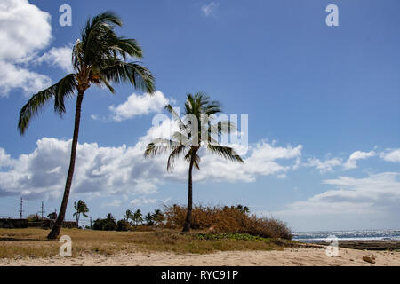 Kalanianaʻole Oahu Hawaii Beach Palms Banque D'Images