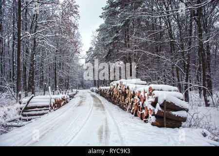 Sciage du bois par la route à travers la forêt mystique - beauté journée d'hiver Banque D'Images