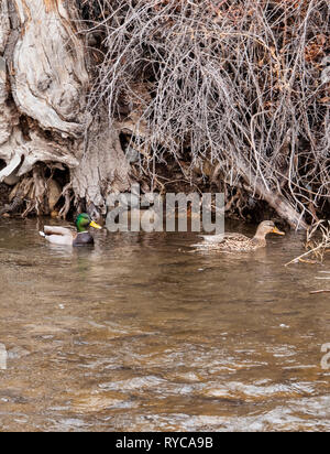 Canard colvert mâle et femelle (Anas platyrhynchos), piscine dans le sud de l'Arkansas River ; Salida ; Colorado ; USA Banque D'Images