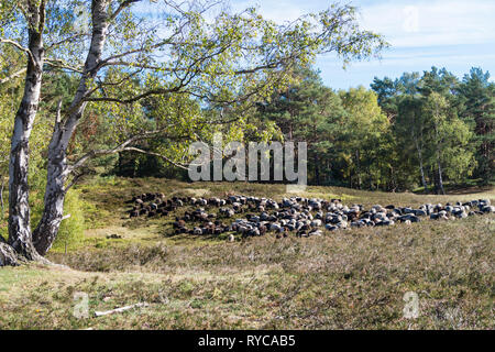 Moutons spécial appelé Heidschnucken dans la réserve naturelle de Fischbeker Heide Banque D'Images