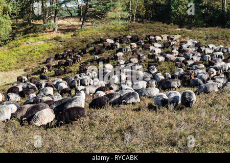 Moutons spécial appelé Heidschnucken dans la réserve naturelle de Fischbeker Heide Banque D'Images