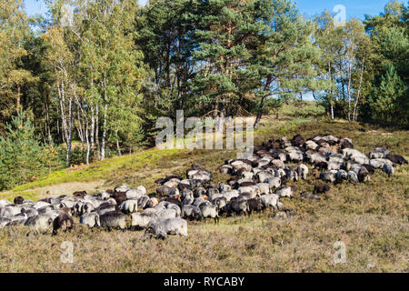 Moutons spécial appelé Heidschnucken dans la réserve naturelle de Fischbeker Heide Banque D'Images