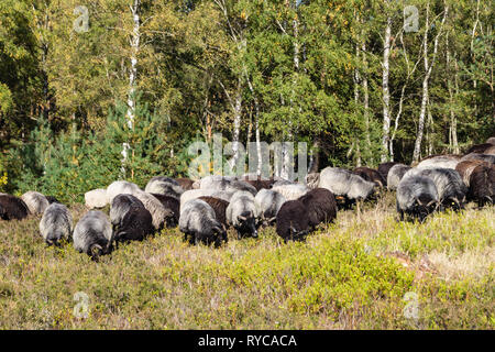 Moutons spécial appelé Heidschnucken dans la réserve naturelle de Fischbeker Heide Banque D'Images