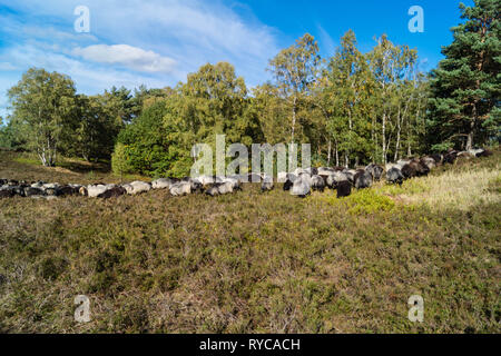 Moutons spécial appelé Heidschnucken dans la réserve naturelle de Fischbeker Heide Banque D'Images