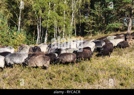 Moutons spécial appelé Heidschnucken dans la réserve naturelle de Fischbeker Heide Banque D'Images