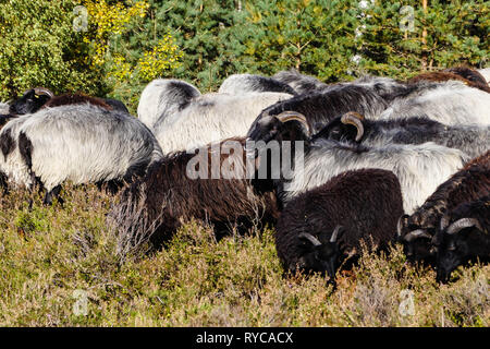 Moutons spécial appelé Heidschnucken dans la réserve naturelle de Fischbeker Heide Banque D'Images