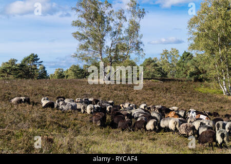 Moutons spécial appelé Heidschnucken dans la réserve naturelle de Fischbeker Heide Banque D'Images