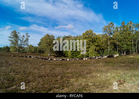 Moutons spécial appelé Heidschnucken dans la réserve naturelle de Fischbeker Heide Banque D'Images