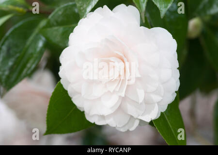 CAMELLIA JAPONICA TWILIGHT Banque D'Images