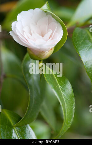 CAMELLIA JAPONICA TWILIGHT Banque D'Images