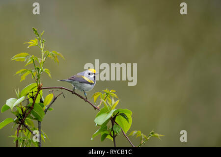 Un mâle Golden-winged Warbler perché sur les branches en haut de jeunes arbres en lumière douce et ciel couvert avec un fond vert. Banque D'Images