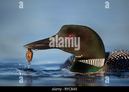 Un superbe Plongeon huard est titulaire d'une écrevisse fraîchement pêché dans son bec dans la vive lumière du soleil. Banque D'Images
