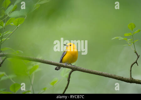 Une Paruline jaune vif perché sur une petite branche avec des feuilles vertes qui l'entourent. Banque D'Images