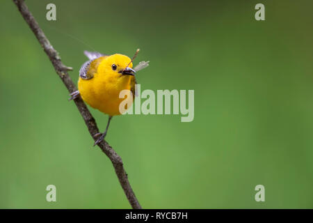 Une Paruline jaune vif perché sur une branche avec une libellule qui sort de son bec et un bon fond vert. Banque D'Images